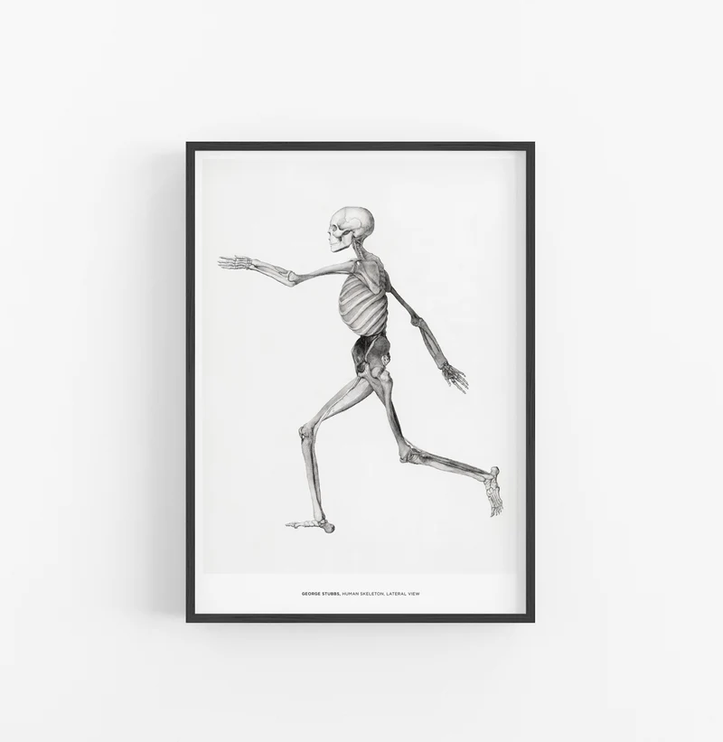 Cuadro George Stubbs Human Skeleton
