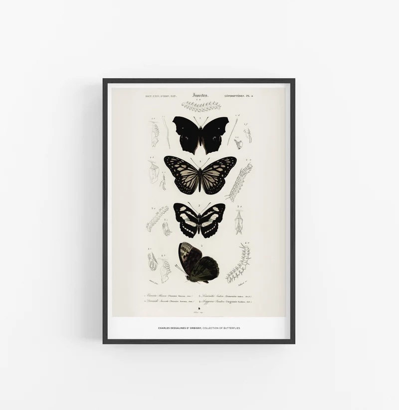 Cuadro Charles Dessalines D Orbigny Collection Of Butterflies